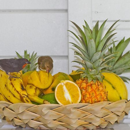 O Coeur De Deshaies Appartements Grande Anse Et Amandiers Luaran gambar