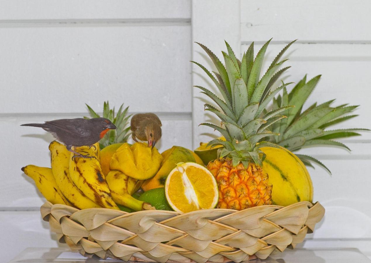 O Coeur De Deshaies Appartements Grande Anse Et Amandiers Luaran gambar